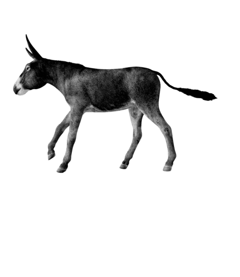 Western region donkey mascot kicking.